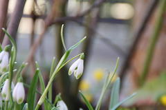 hasenohriges Schneeglöckchen (Galanthus scharlockii)