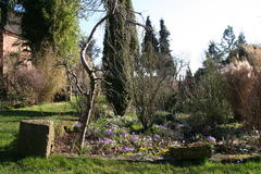 spätwinterlicher Garten mit Krokussen und Winterlingen