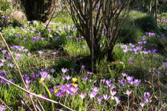 Krokusblüte