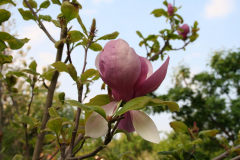 Magnolienblüte