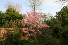 Magnolie in voller Blüte