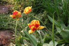 Tulpen