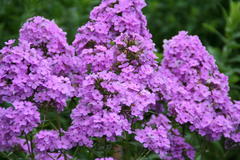 Phlox