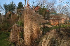 Gräser im winterlichen Garten