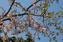 Obstblüte