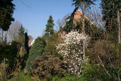 Magnolie in voller Blüte