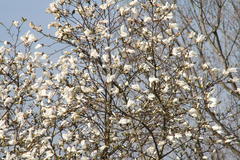 Magnolie in voller Blüte