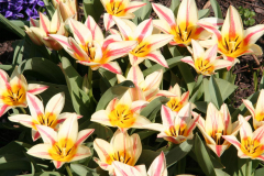 Tulpen