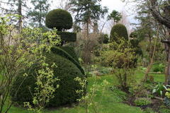 Buxus in verschiedenen Formen