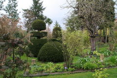 Buxus in verschiedenen Formen