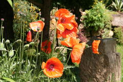 Mohn