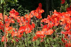 Mohn