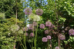 Allium