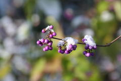 Der Liebesperlenstrauch mit Schneeschmuck