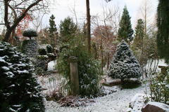 Buxus und Bambus setzen grüne Akzente im winterlichen Garten