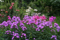 Phlox