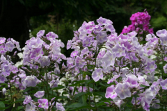 Phlox