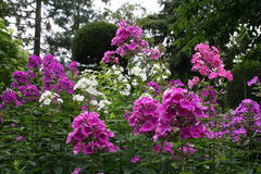 Phlox