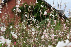 Gaura (Prachtkerze)