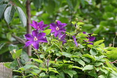 Clematis