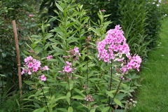 Phlox