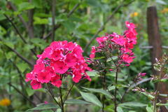 Phlox