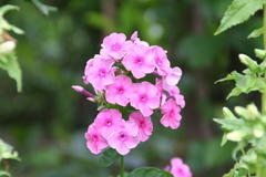 Phlox