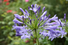 Bambusfest 2010
Agapanthus