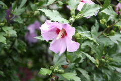 Hibiskus
(Foto: Mario Haustein)