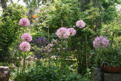 Allium und Akeleien