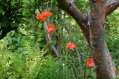 Mohn und Akelei