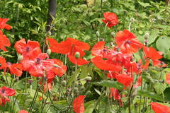 Mohn