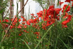 Mohn