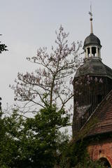 Paulownie vor der Saxdorfer Kirche