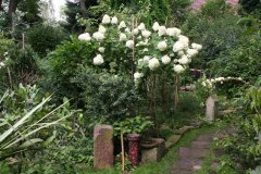 Hortensie