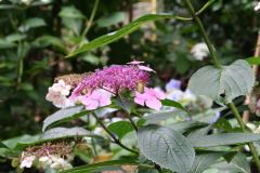 Hortensie