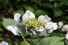 Hortensie