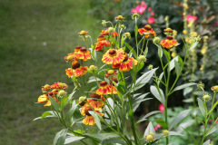 Sonnenbraut (Helenium)