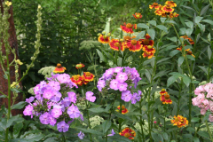 Phlox mit Sonnenbraut (Helenium)