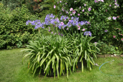 Agapanthus