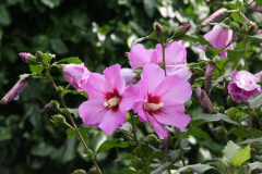 Hibiskus