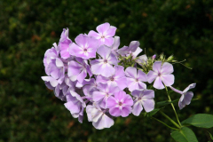 Phlox