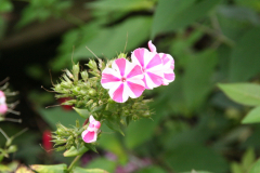 Phlox