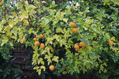 Die Früchte der winterharten Zitrone (Poncirrus trifoliata).
