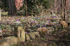 Krokusse, Märzenbecher, Schneeglöckchen und Winterlinge bedecken große Flächen im Garten