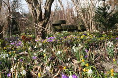 Krokusse, Märzenbecher, Schneeglöckchen und Winterlinge bedecken große Flächen im Garten