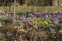 Krokusse, Märzenbecher, Schneeglöckchen und Winterlinge bedecken große Flächen im Garten