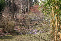 Krokusse, Märzenbecher, Schneeglöckchen und Winterlinge bedecken große Flächen im Garten