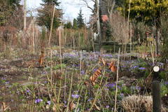 Krokusse, Märzenbecher, Schneeglöckchen und Winterlinge bedecken große Flächen im Garten