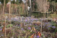 Krokusse, Märzenbecher, Schneeglöckchen und Winterlinge bedecken große Flächen im Garten